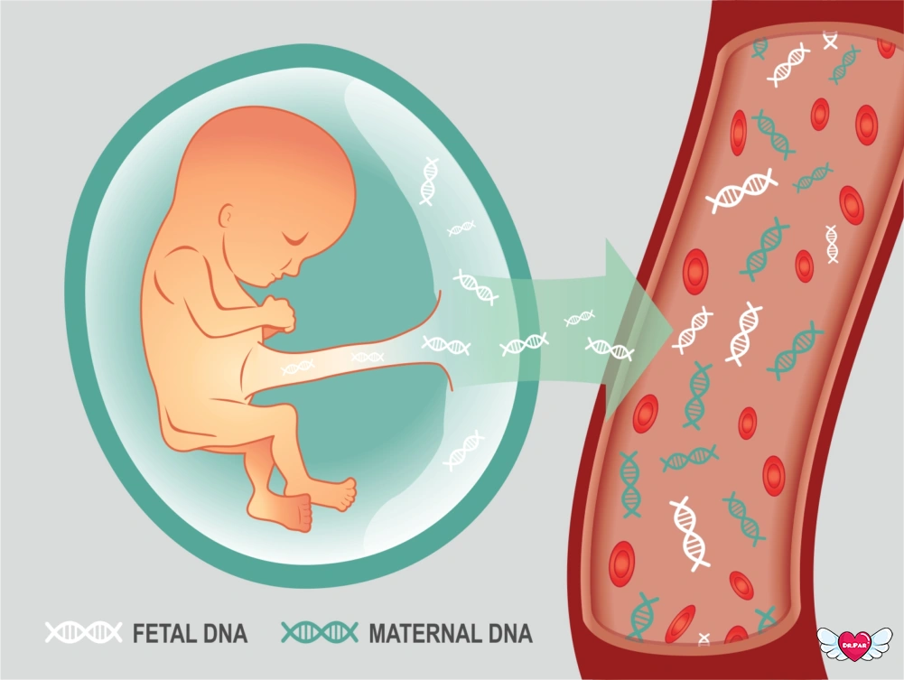 تست CELL FREE DNA چیست؟ راهنمای کامل درباره غربالگری پیش از تولد