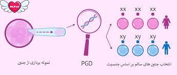 PGD چیست؟ تشخیص ژنتیکی قبل از لانه‌گزینی برای جلوگیری از بیماری‌های ارثی